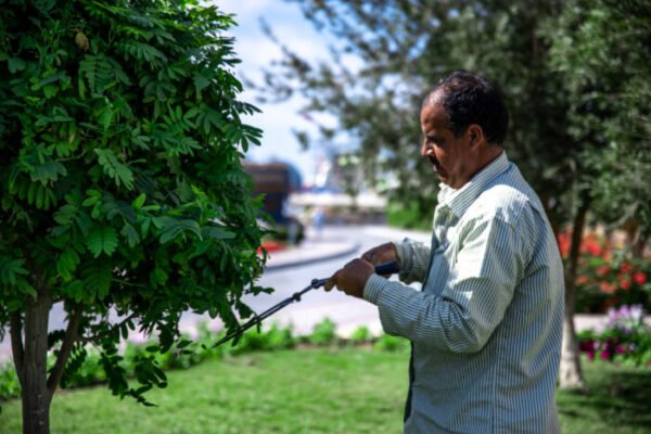 The Connection Between Tree Pruning Service and Effective Stump Grinding